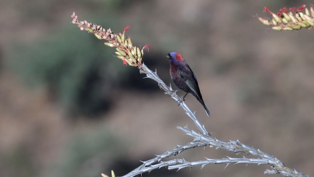 Varied Bunting - ML621314686