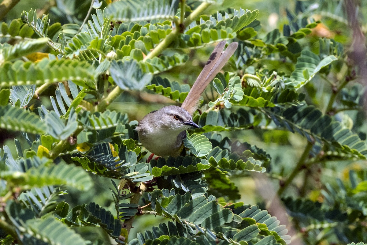 Prinia Modesta - ML621314725