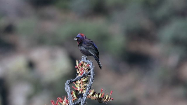 Varied Bunting - ML621314769