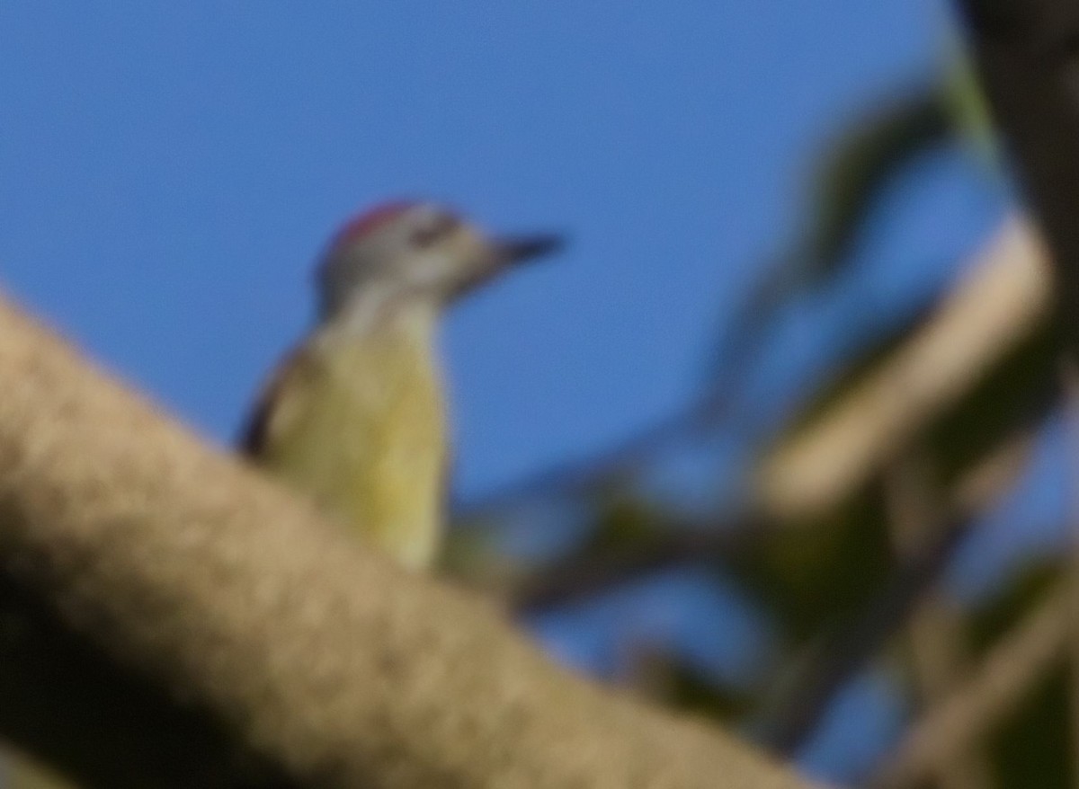 Speckle-breasted Woodpecker - ML621314798