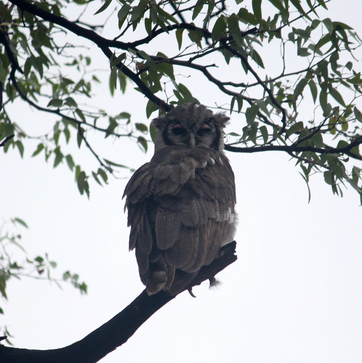 Verreaux's Eagle-Owl - ML621314805