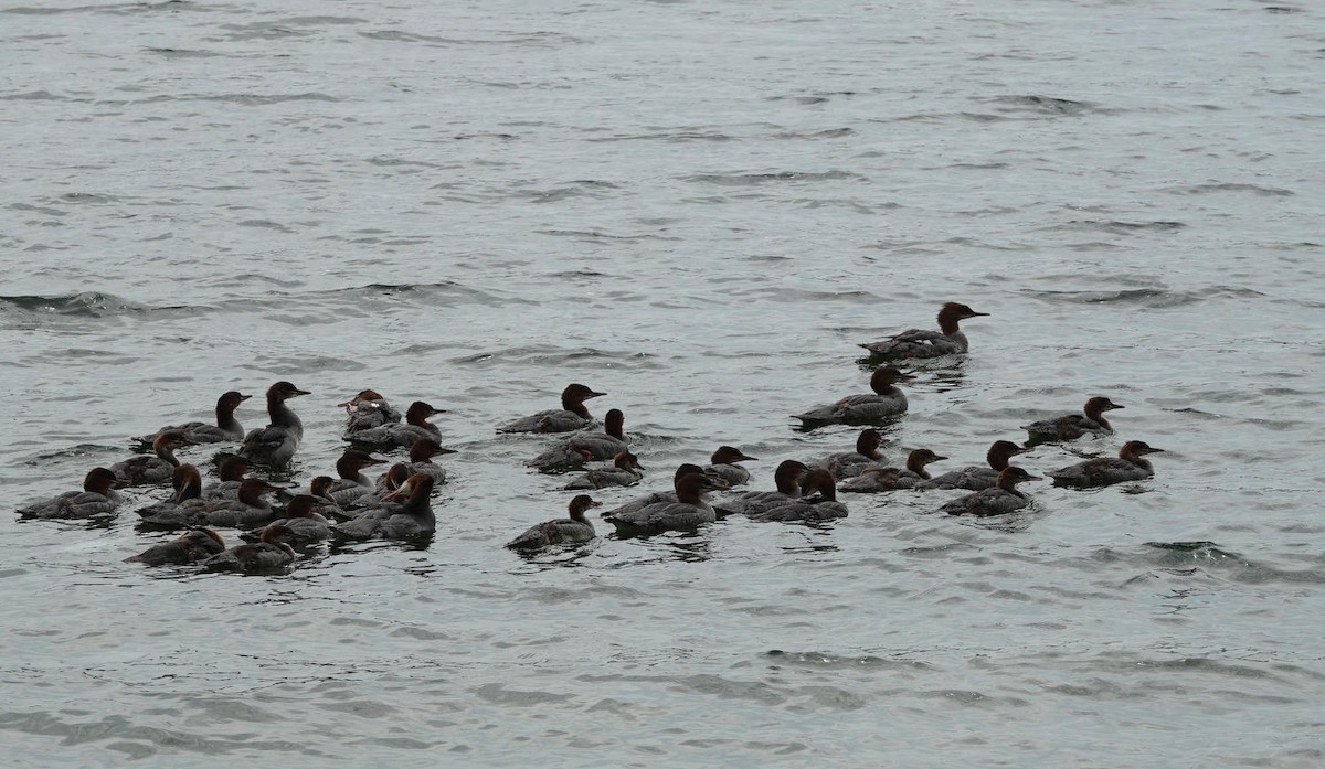 Common/Red-breasted Merganser - ML621314855