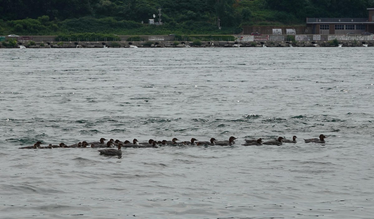 Common/Red-breasted Merganser - ML621314859