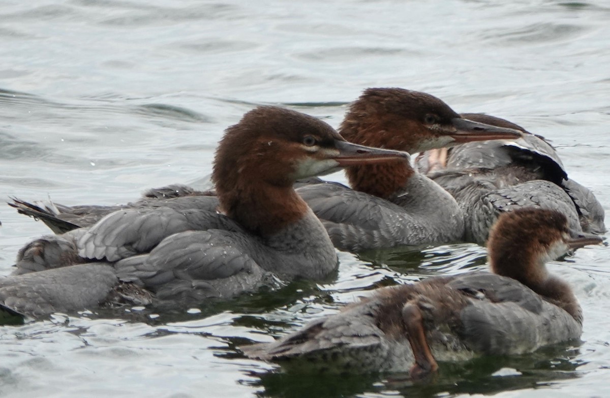 Common/Red-breasted Merganser - ML621314860