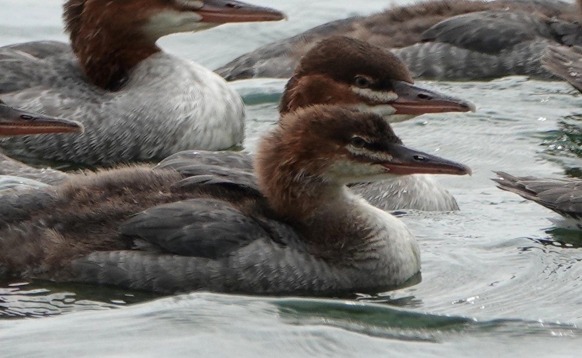 Common/Red-breasted Merganser - ML621314863