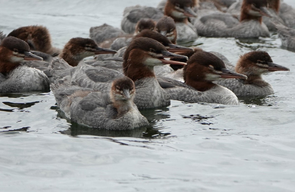 Common/Red-breasted Merganser - ML621314865