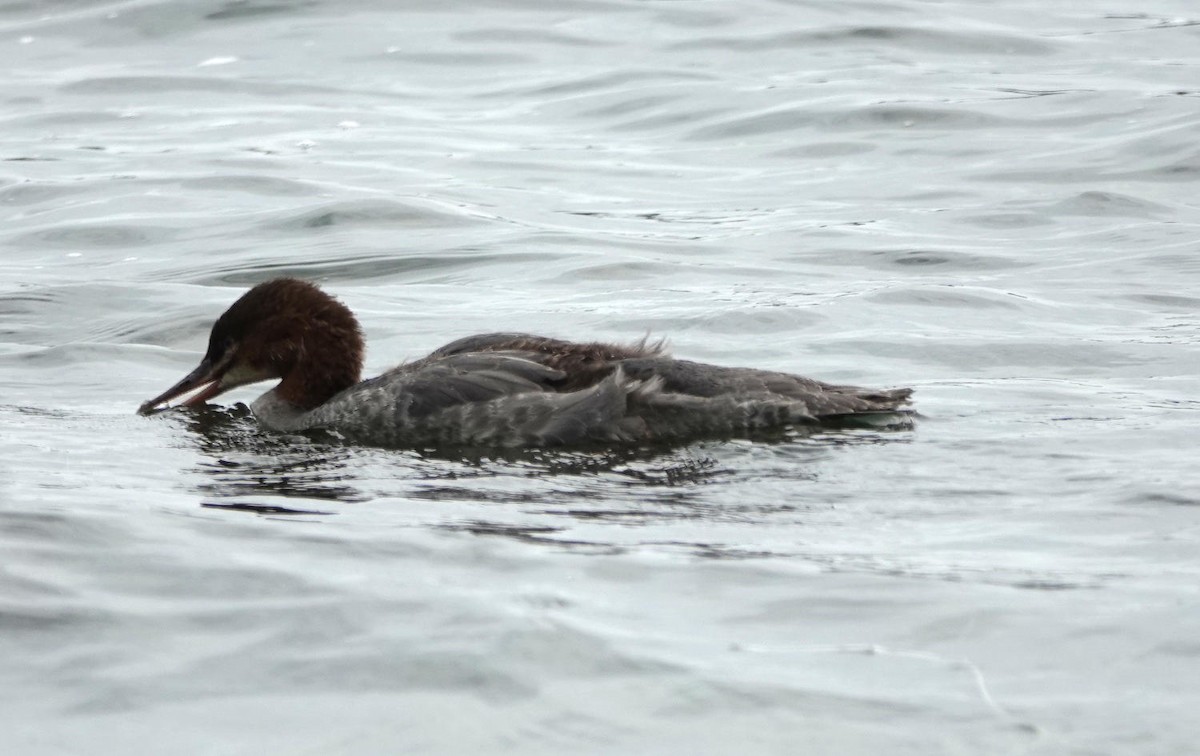 Common/Red-breasted Merganser - ML621314867