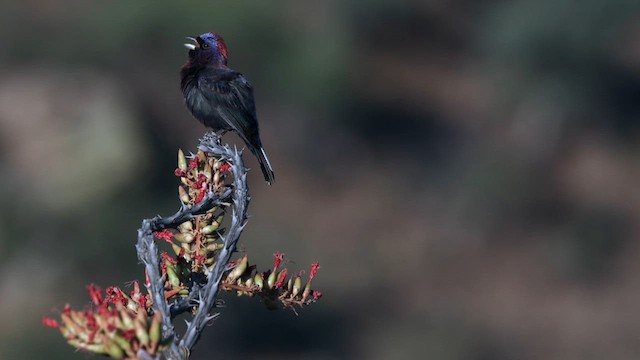 Varied Bunting - ML621314873