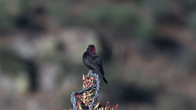 Varied Bunting - ML621314959