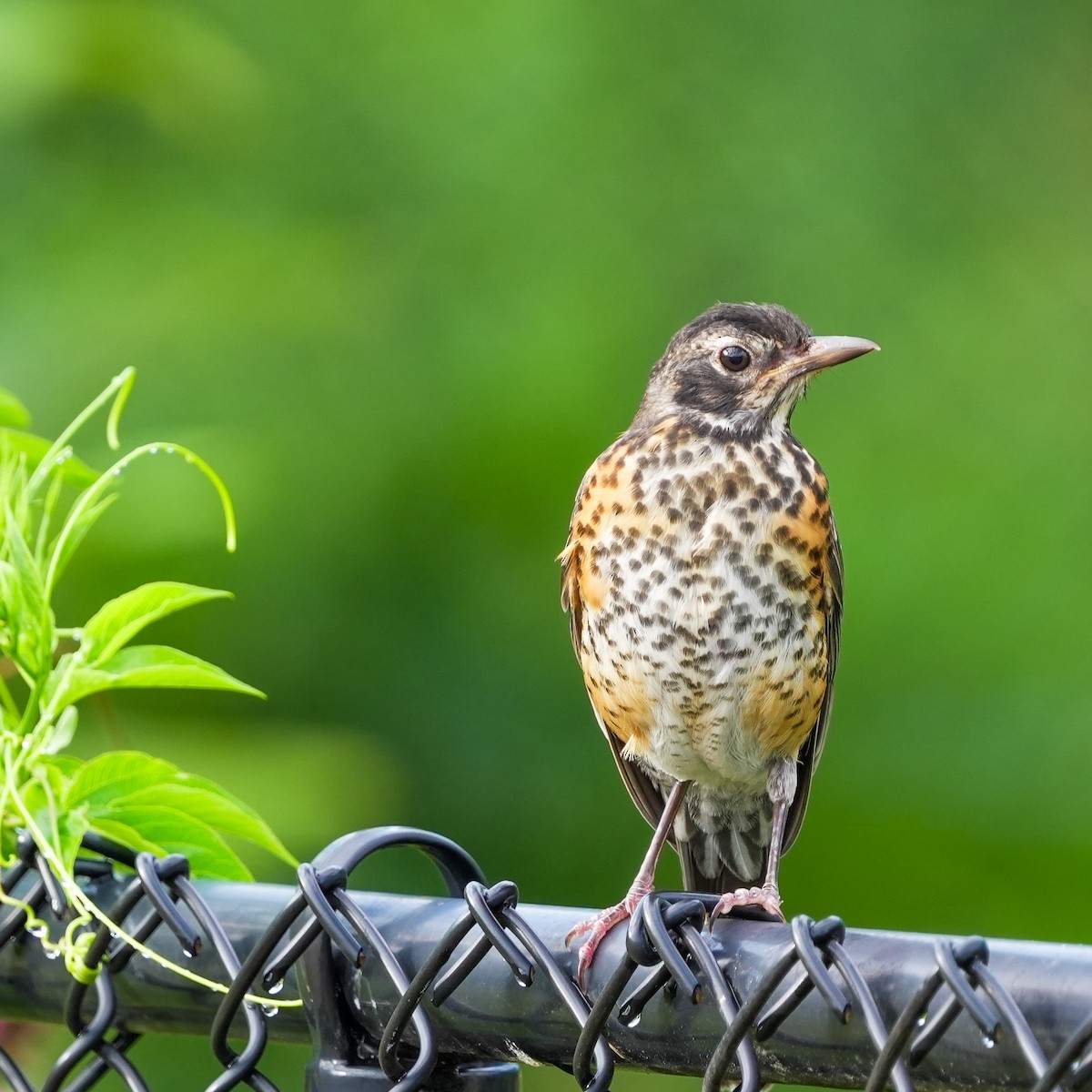 American Robin - TJ Byrd