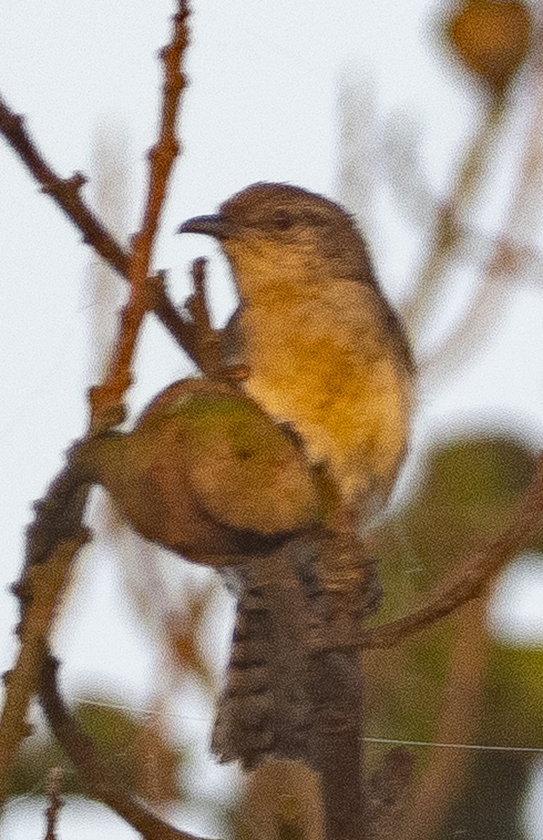 Tooth-billed Wren - ML621315011