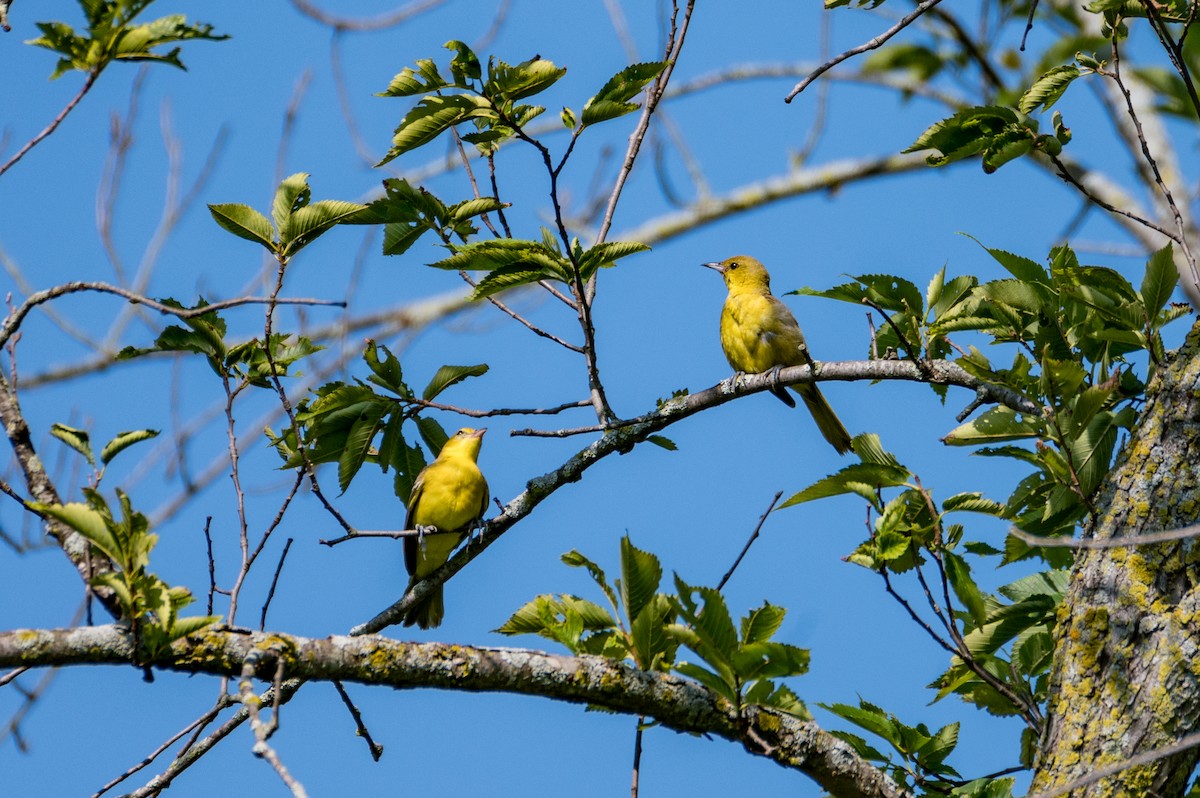 Orchard Oriole - ML621315182
