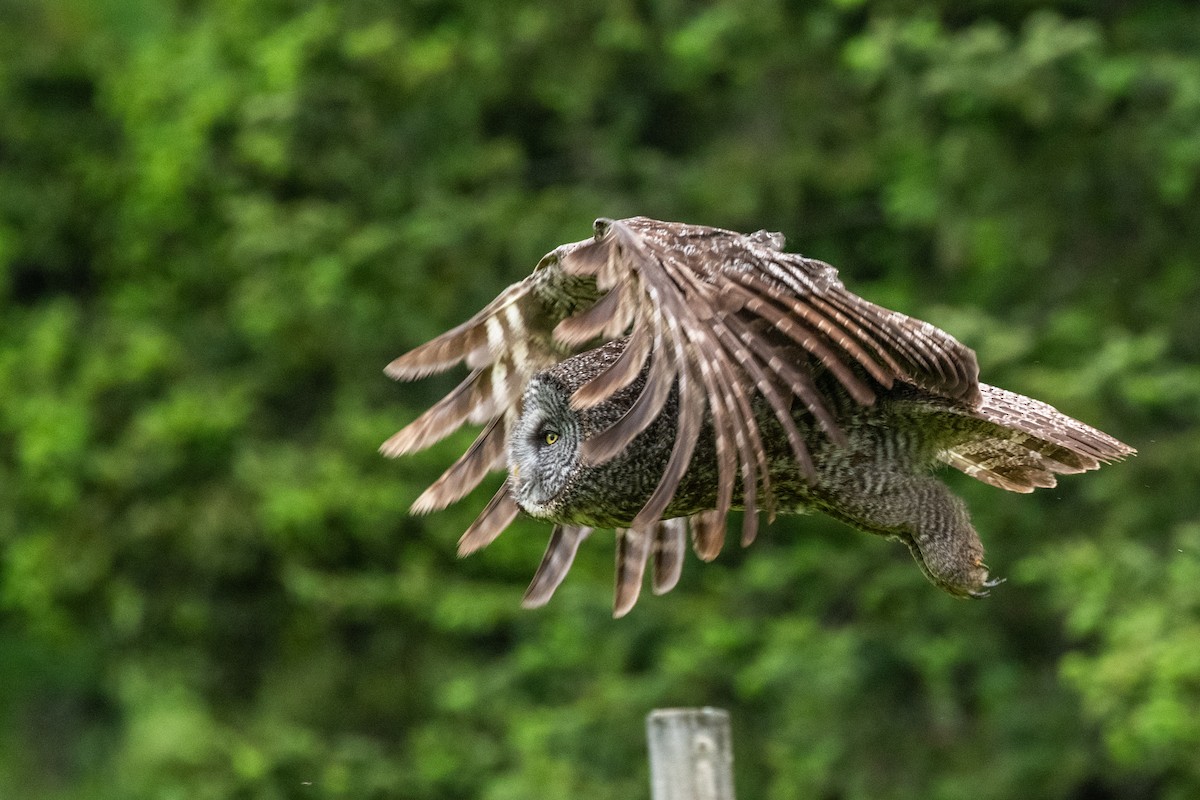 Great Gray Owl - ML621315289