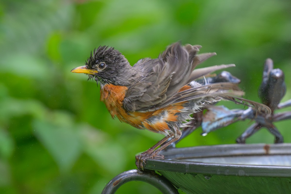 American Robin - ML621315325