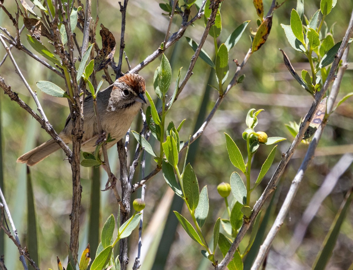 Rufous-crowned Sparrow - ML621315381