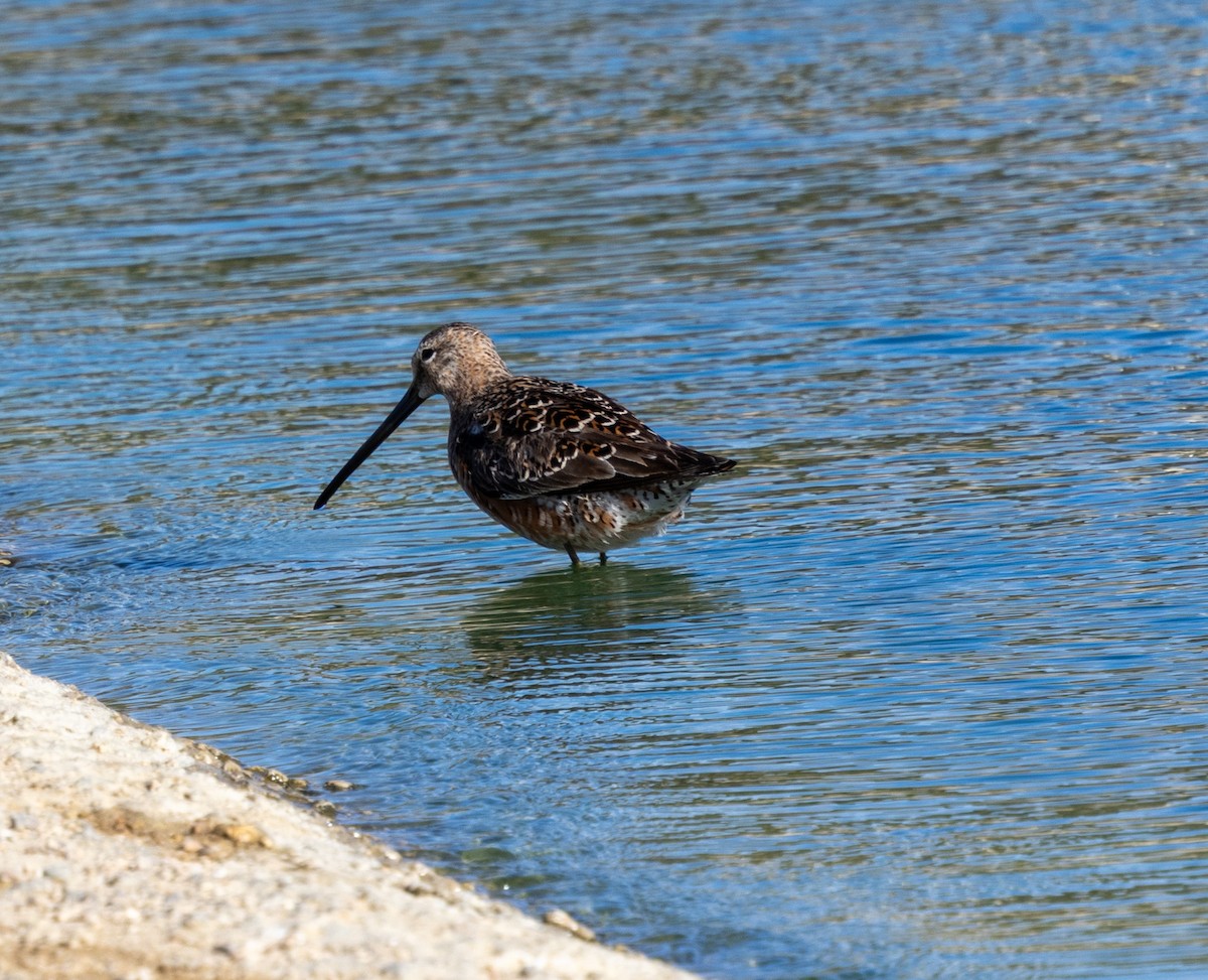 Bécassin à long bec - ML621315412