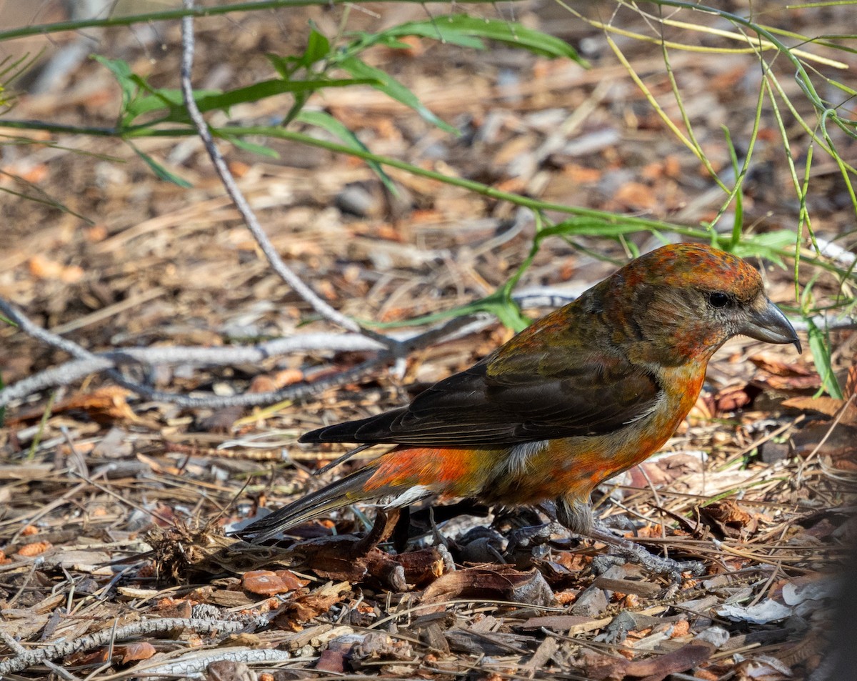 Red Crossbill (Ponderosa Pine or type 2) - Rich White