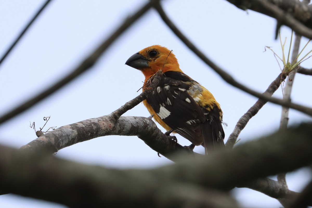 Yellow Grosbeak (Guatemalan) - ML621315468