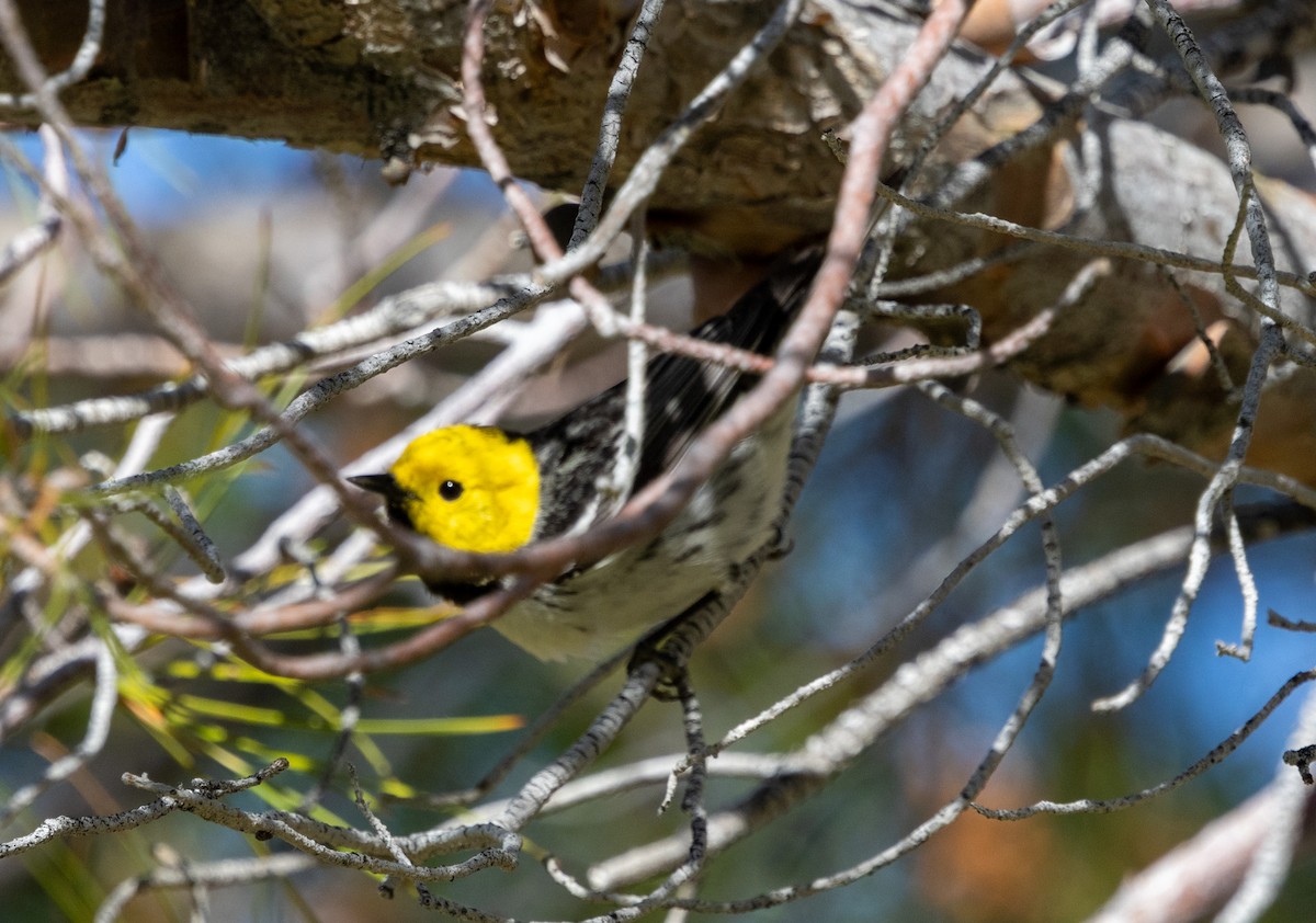 Paruline à tête jaune - ML621315512