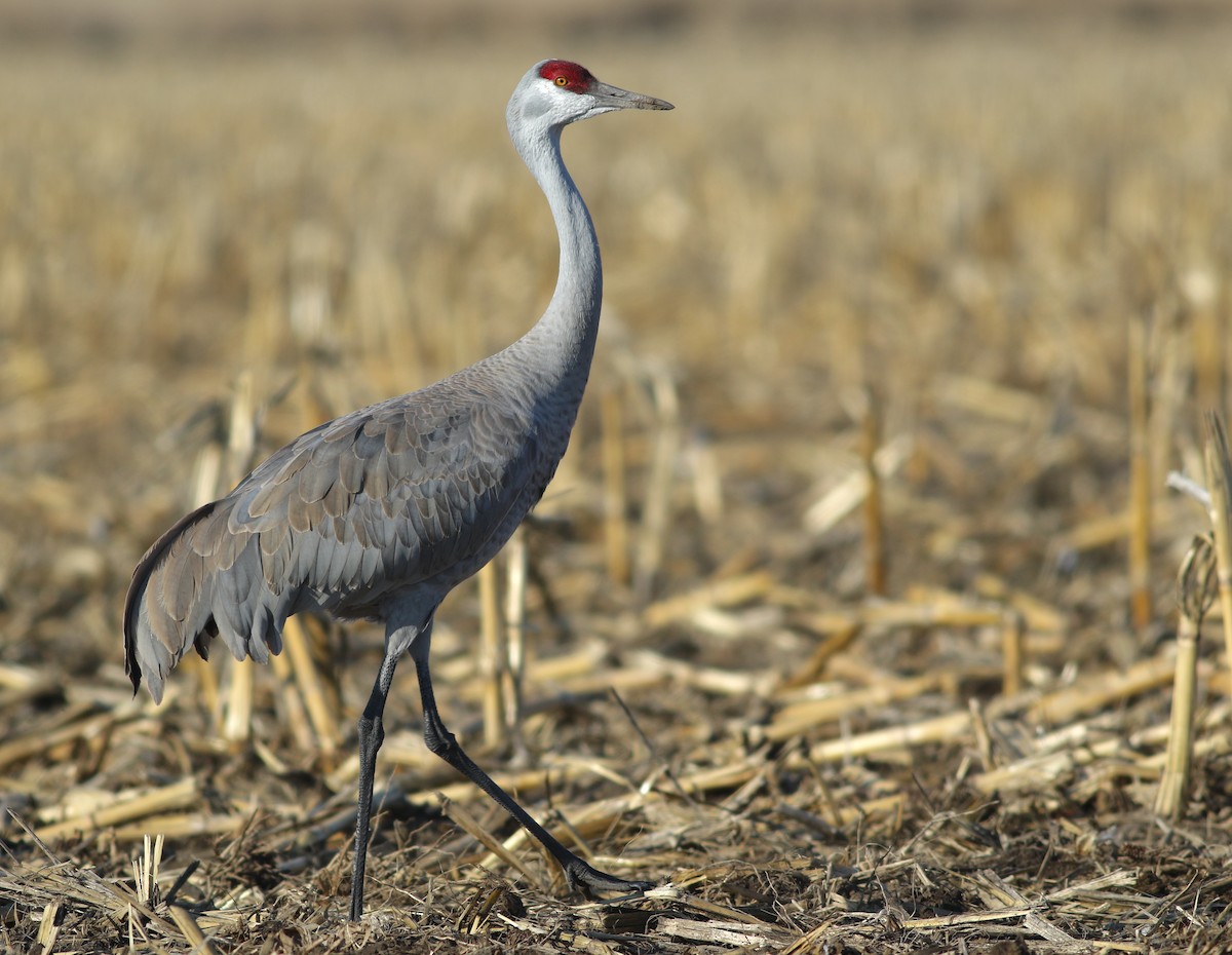 Sandhill Crane - ML621315539