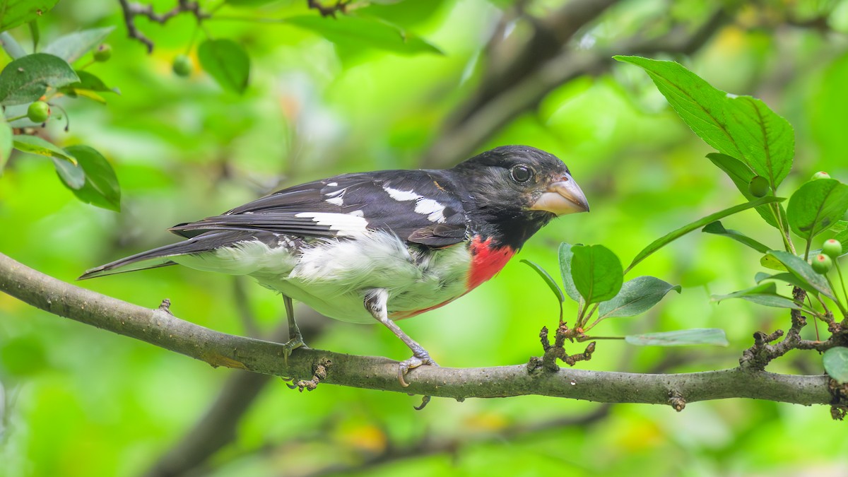 Rose-breasted Grosbeak - ML621315683