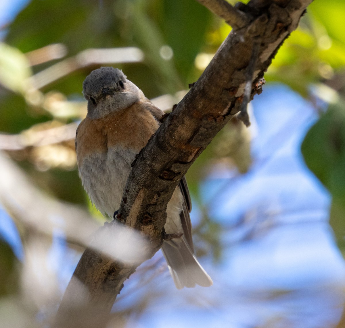 Western Bluebird - ML621315690