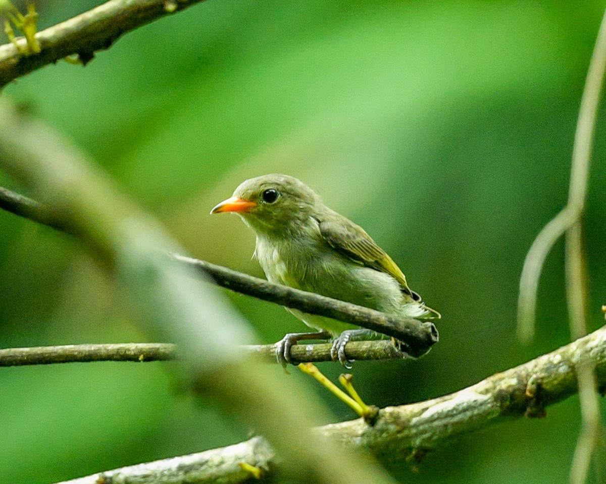 flowerpecker sp. - ML621315704