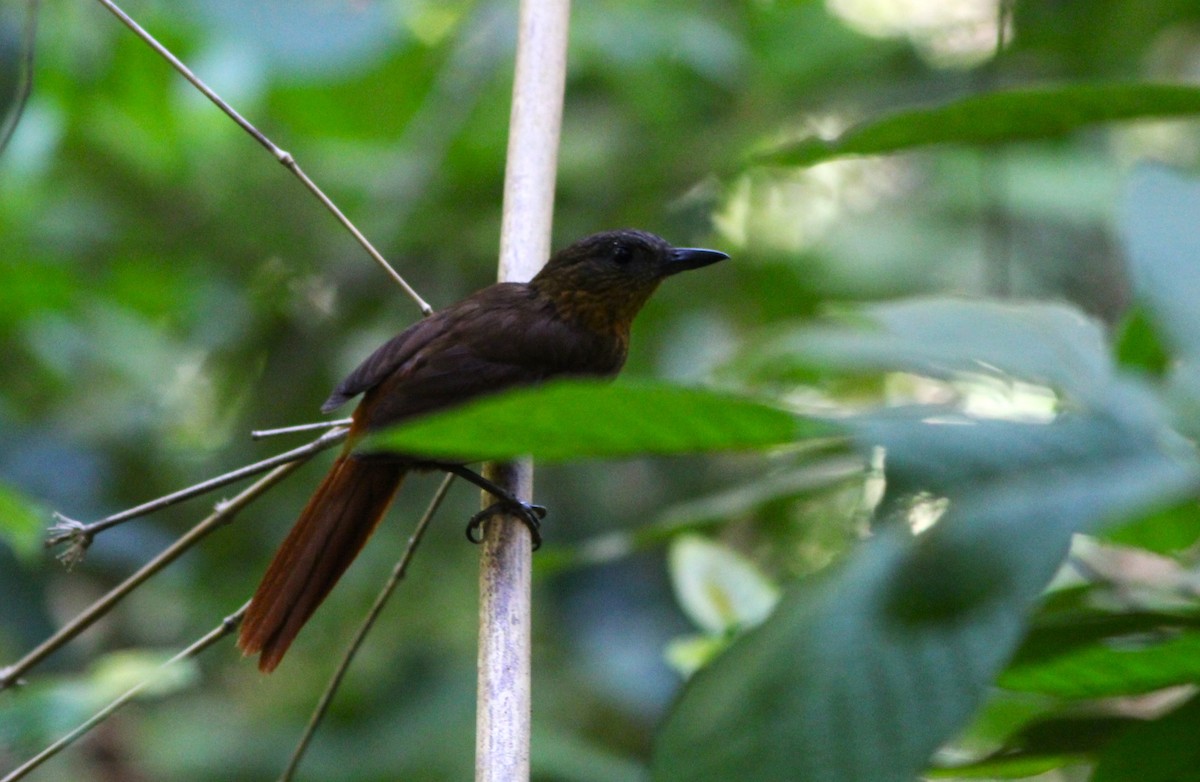 Streak-breasted Treehunter - ML621315768