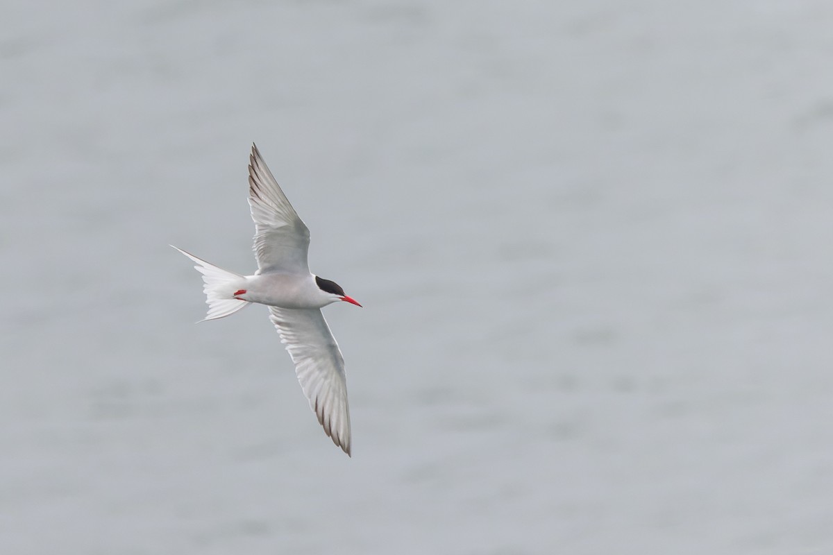 Common Tern - ML621315907