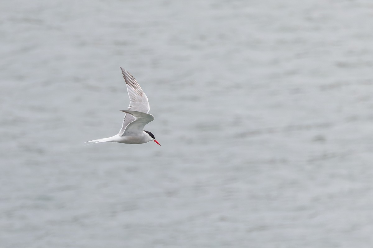 Common Tern - ML621315908