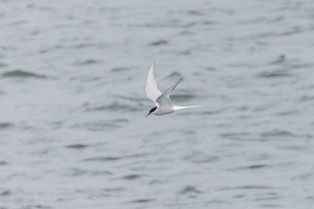 Arctic Tern - ML621315913