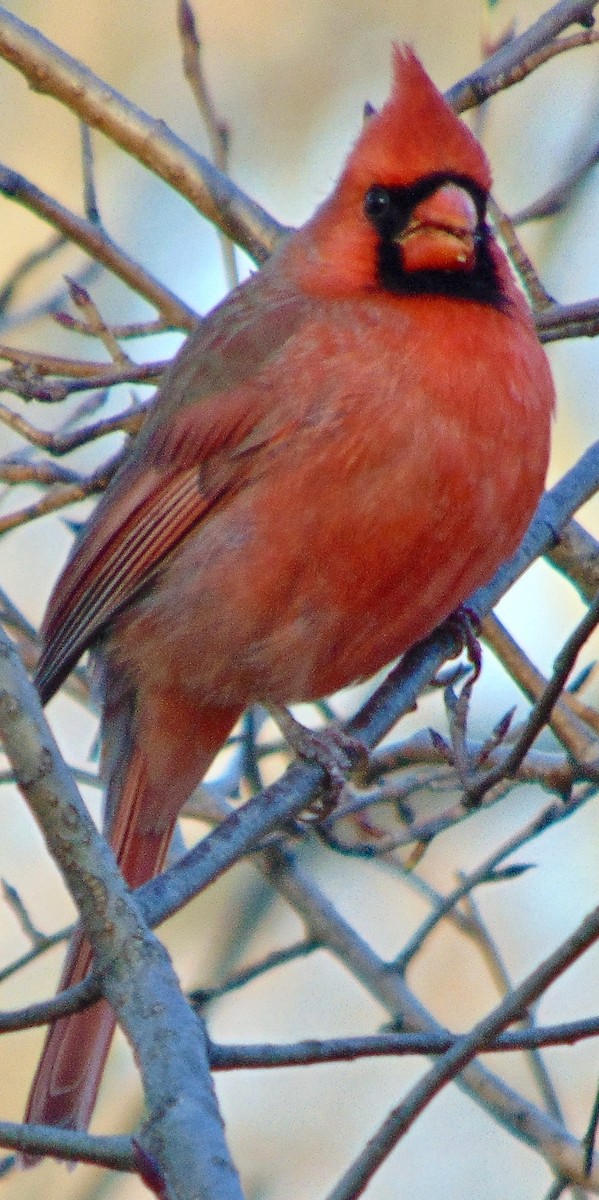 Northern Cardinal - ML621315915