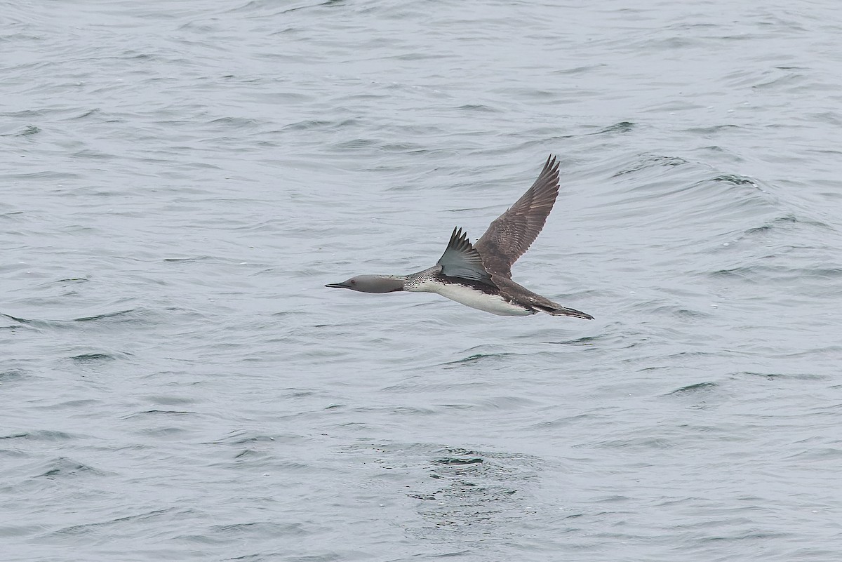 Red-throated Loon - ML621315929