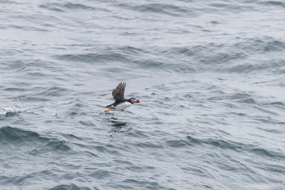 Atlantic Puffin - ML621315938