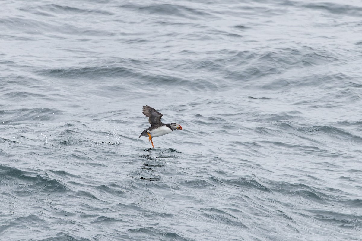 Atlantic Puffin - ML621315939