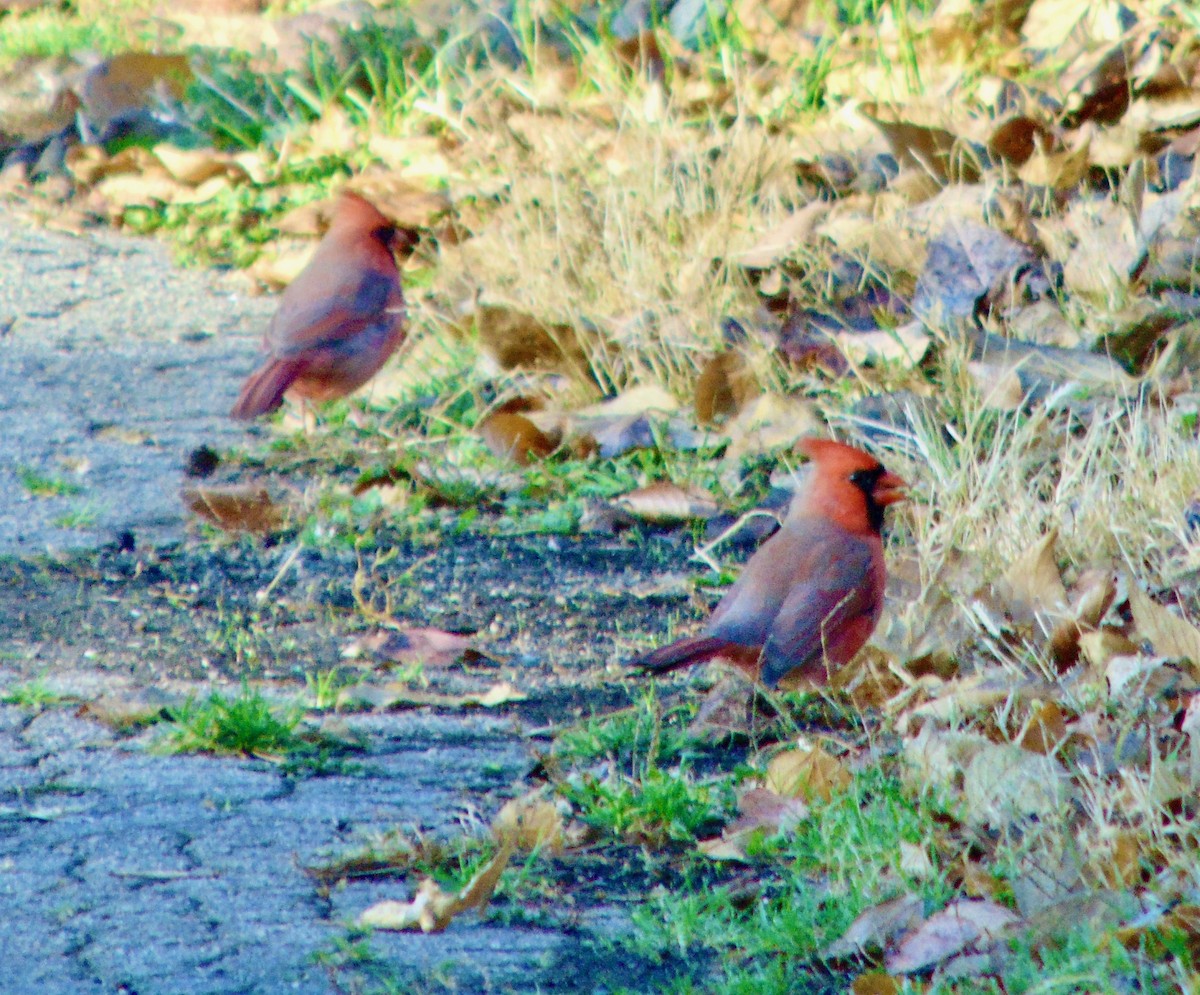 Northern Cardinal - ML621315945