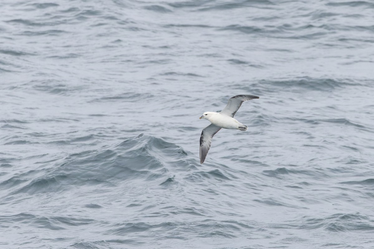 Northern Fulmar - ML621315946