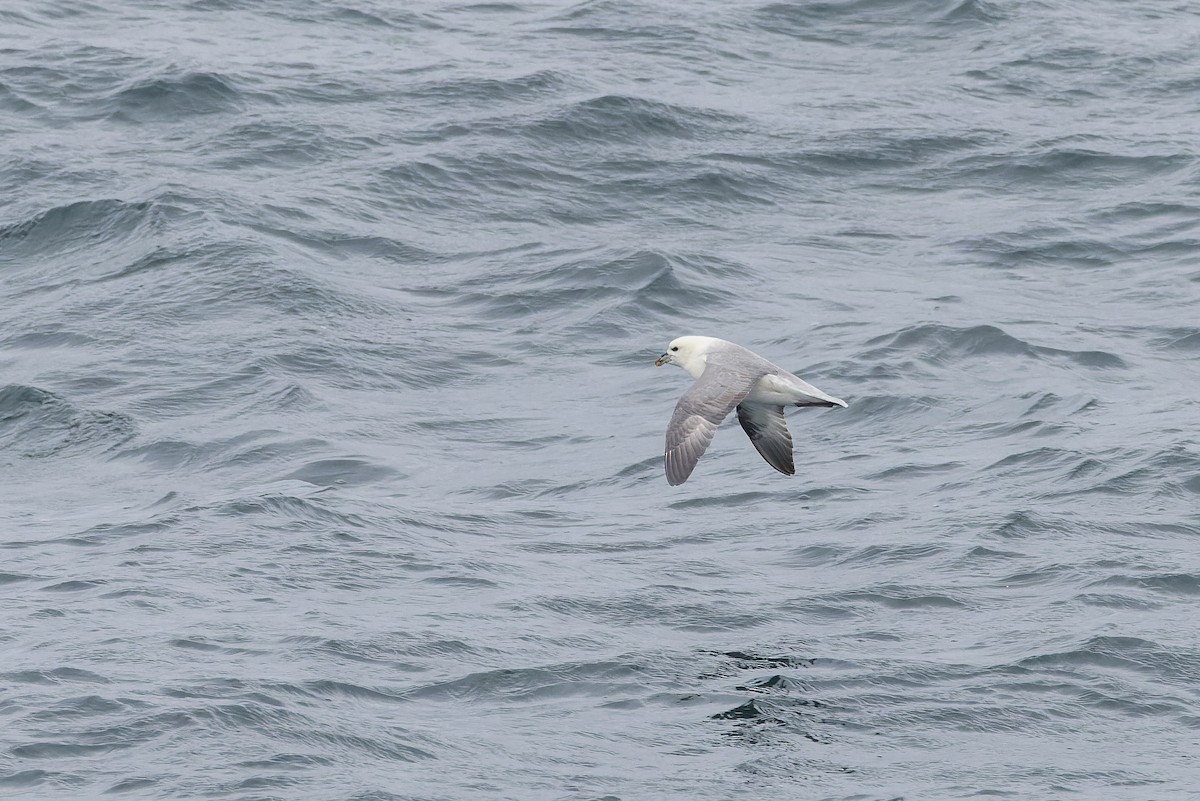 Northern Fulmar - ML621315951