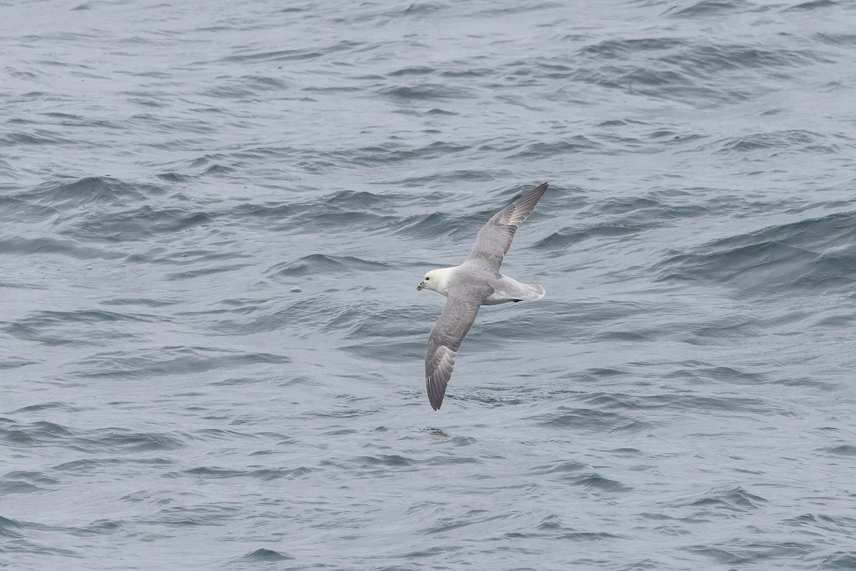 Northern Fulmar - ML621315952