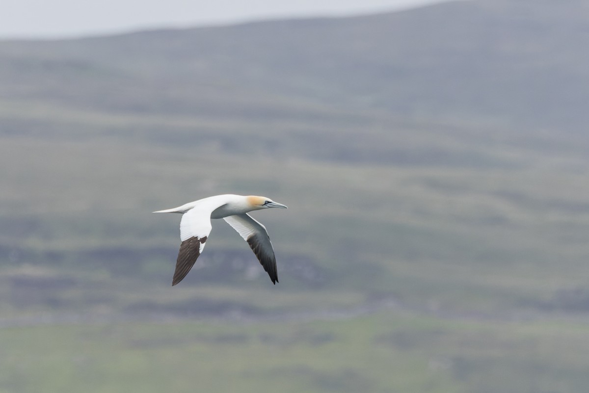 Northern Gannet - ML621315955