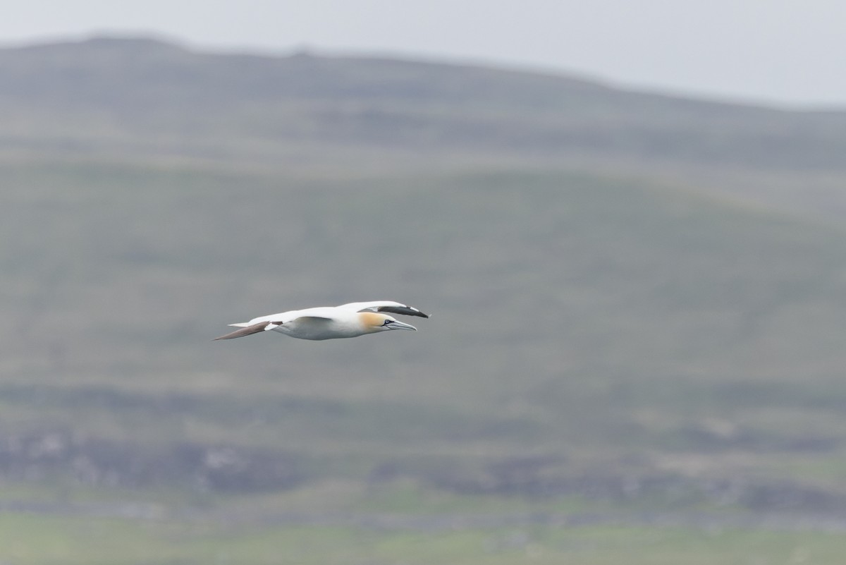 Northern Gannet - ML621315961