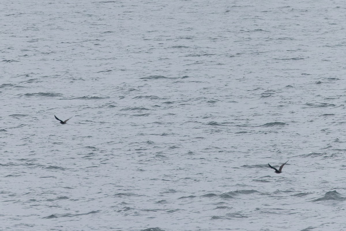 Parasitic Jaeger - Mike Andersen