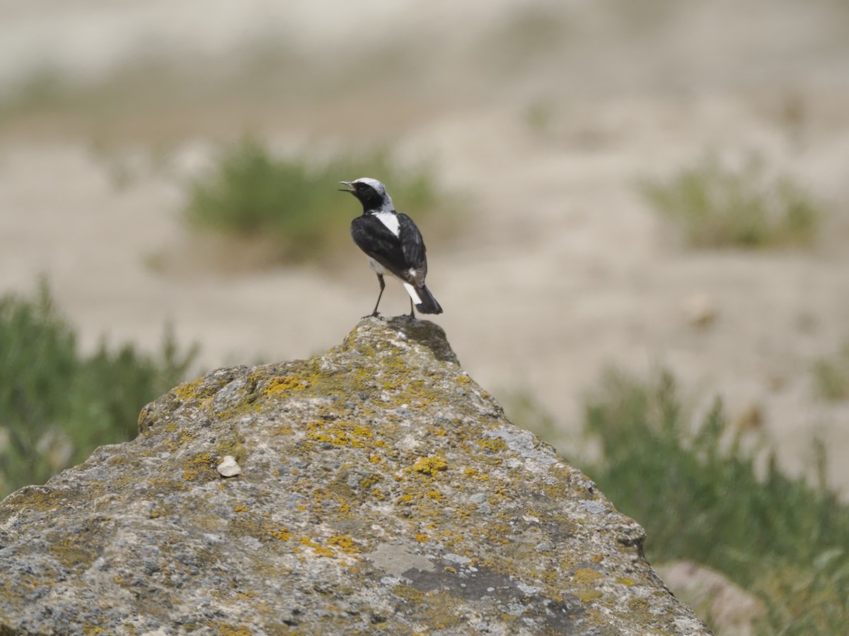 Finsch's Wheatear - ML621315968