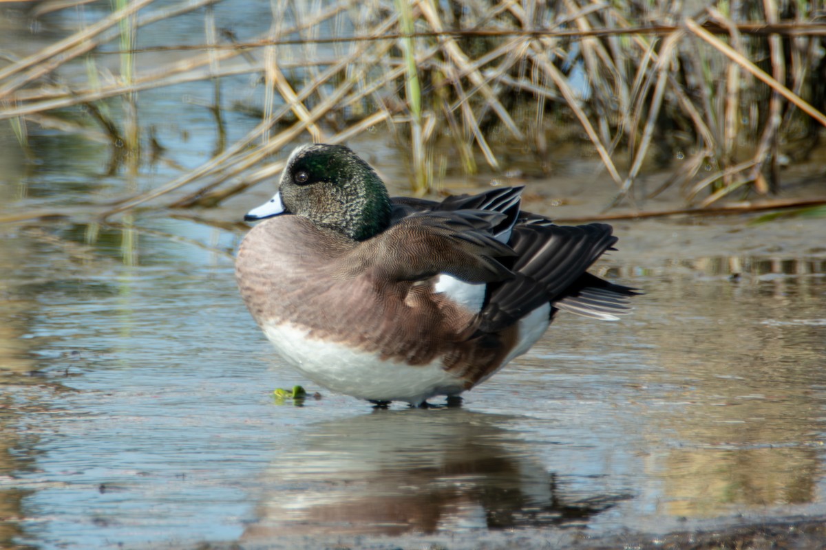 American Wigeon - ML621316014