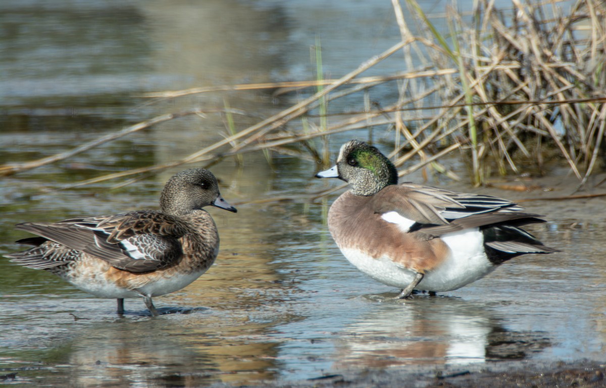 American Wigeon - Tanya Smythe