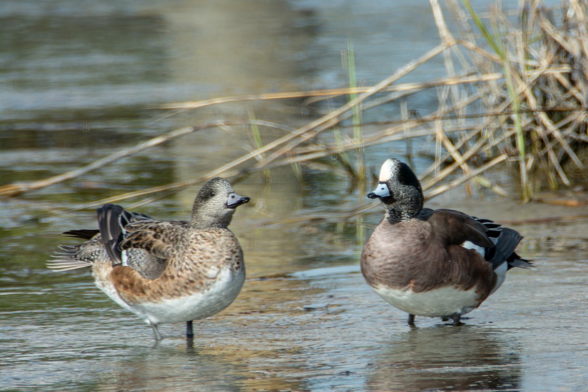 American Wigeon - ML621316016