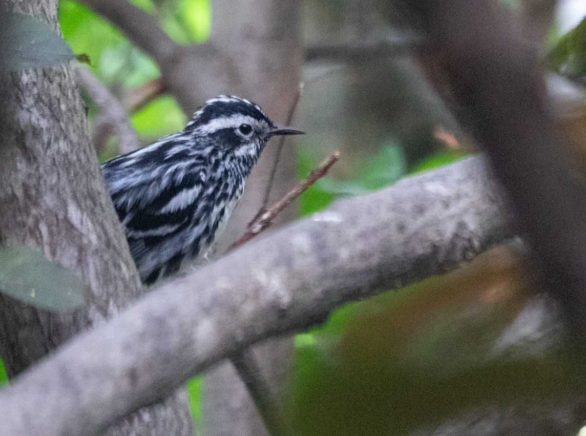 Black-and-white Warbler - ML621316046