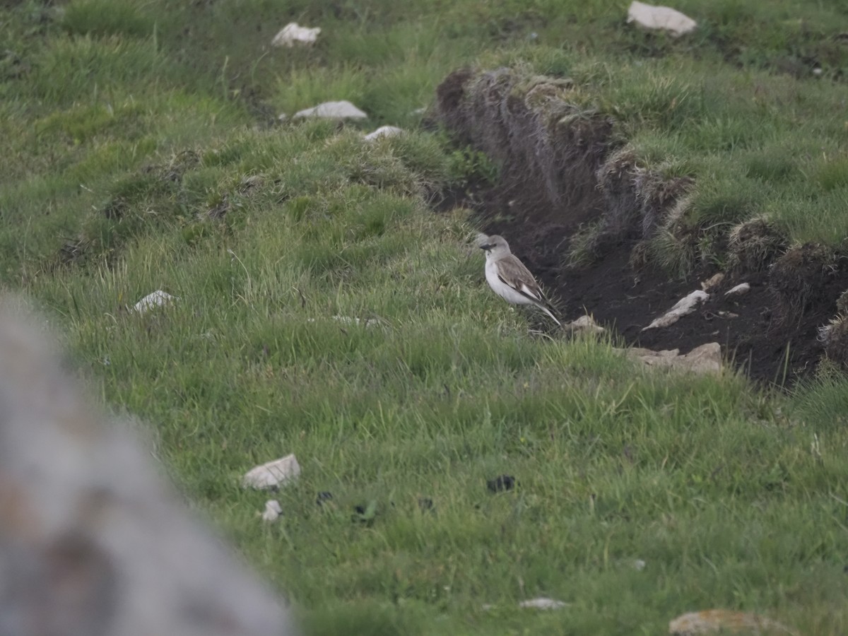 White-winged Snowfinch - ML621316074