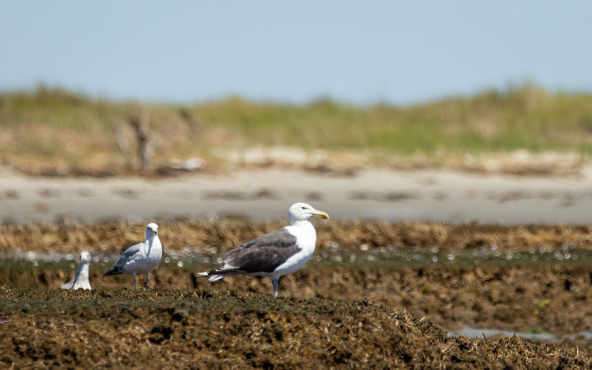 Great Black-backed Gull - ML621316080