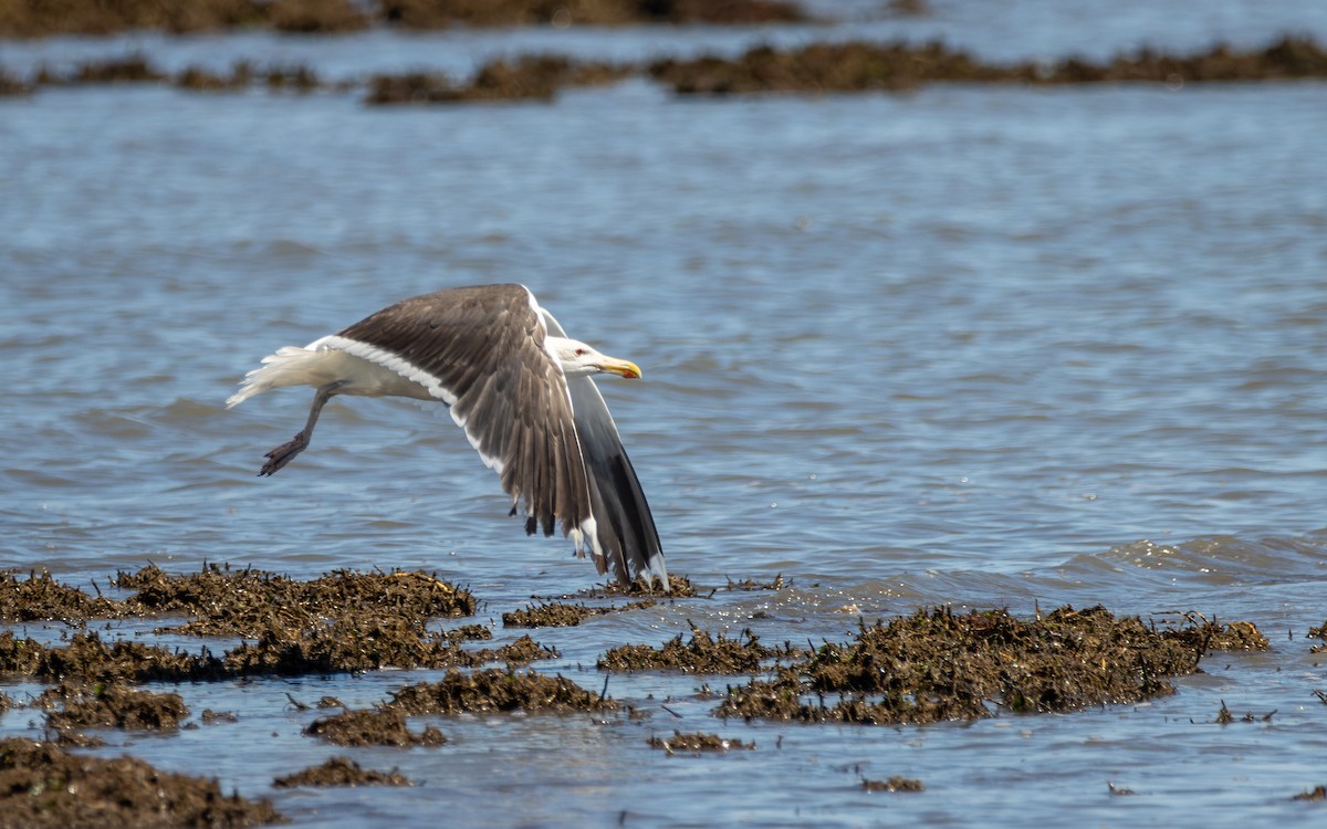 Great Black-backed Gull - ML621316083